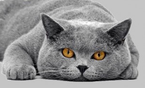 Голубой британец (британский кот, кошка)  